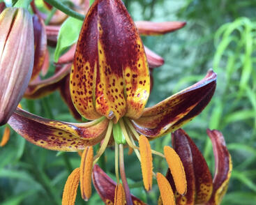 Lilie zlatohlavá 'Arabian Knight'