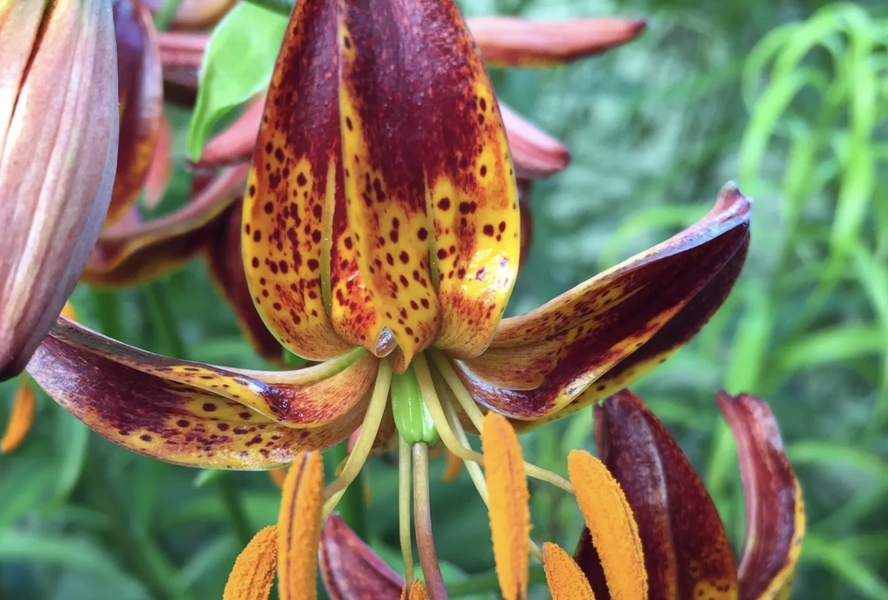 Lilie zlatohlavá 'Arabian Knight' - Lilium martagon 'Arabian Knight'