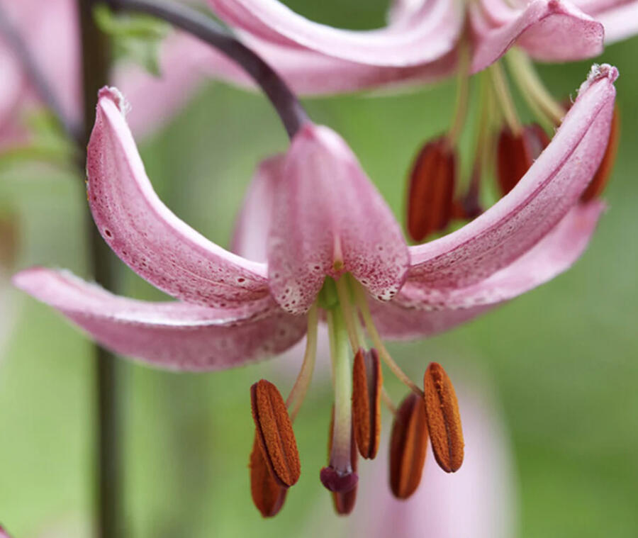 Lilie zlatohlavá 'Candy Morning' - Lilium martagon 'Candy Morning'