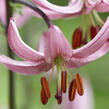 Lilie zlatohlavá 'Candy Morning' - Lilium martagon 'Candy Morning'