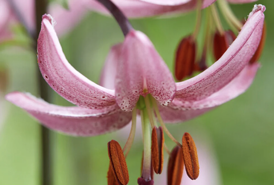 Lilie zlatohlavá 'Candy Morning' - Lilium martagon 'Candy Morning'