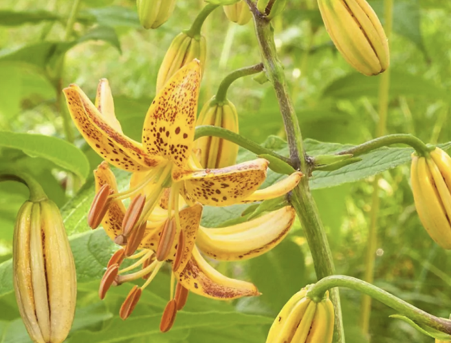 Lilie zlatohlavá 'Peppard Gold' - Lilium martagon 'Peppard Gold'