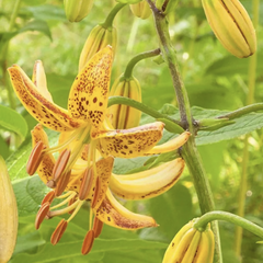 Lilie zlatohlavá 'Peppard Gold' - Lilium martagon 'Peppard Gold'