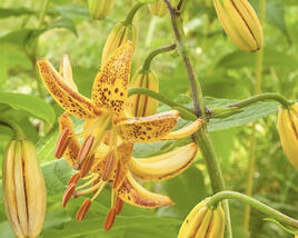Lilie zlatohlavá 'Peppard Gold'
