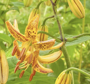 Lilie zlatohlavá 'Peppard Gold'