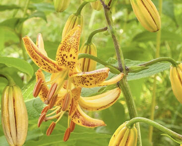 Lilie zlatohlavá 'Peppard Gold'