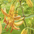 Lilium martagon 'Peppard Gold'.png