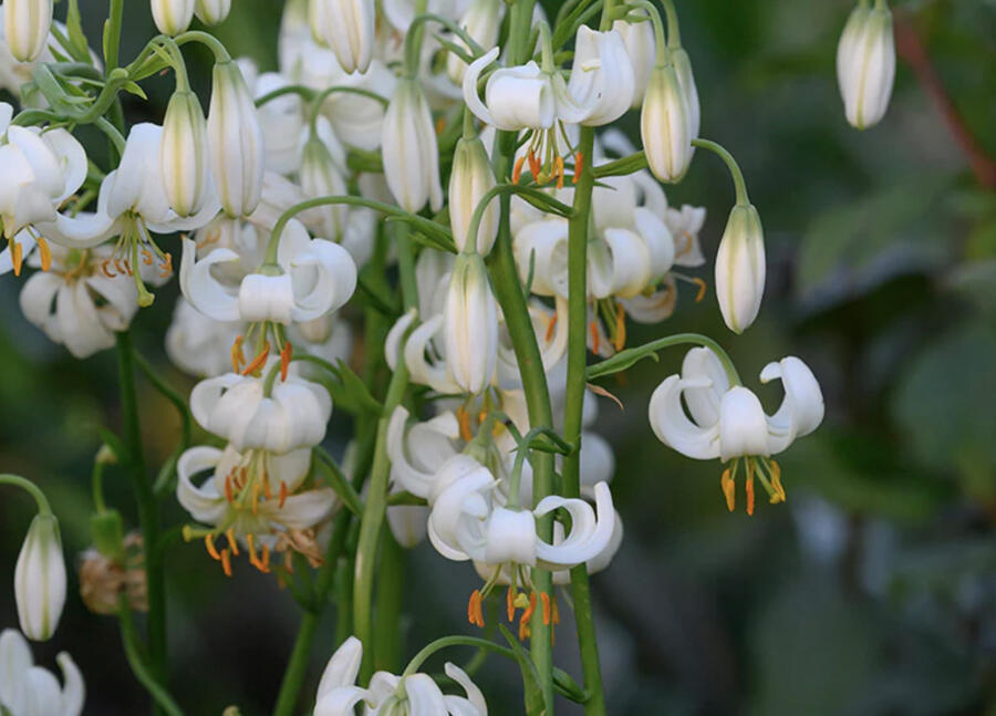 Lilie zlatohlavá 'Snowy Morning' - Lilium martagon 'Snowy Morning'