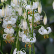 Lilie zlatohlavá 'Snowy Morning' - Lilium martagon 'Snowy Morning'