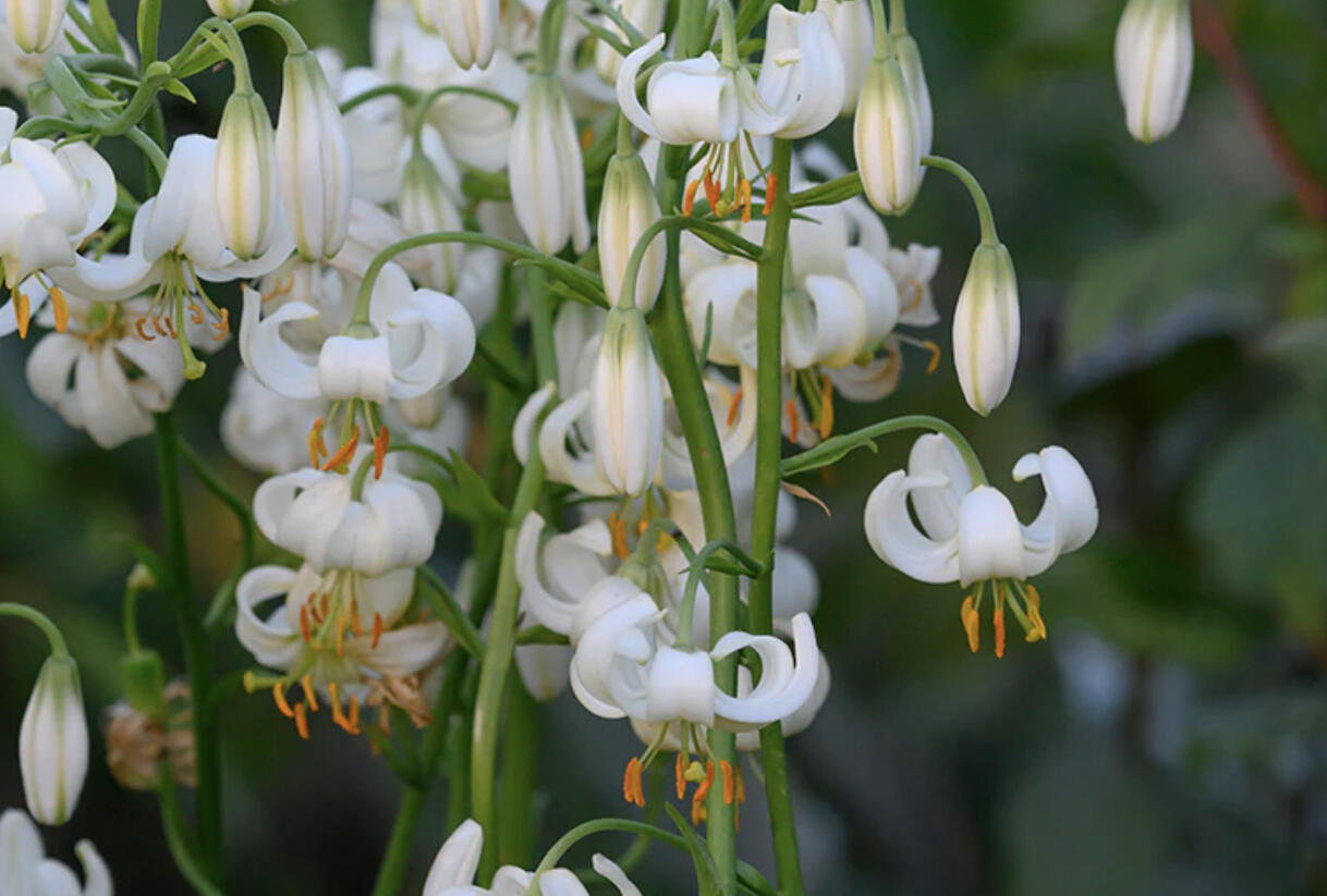 Lilie zlatohlavá 'Snowy Morning' - Lilium martagon 'Snowy Morning'