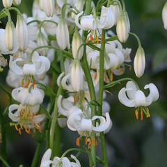 Lilie zlatohlavá 'Snowy Morning' - Lilium martagon 'Snowy Morning'