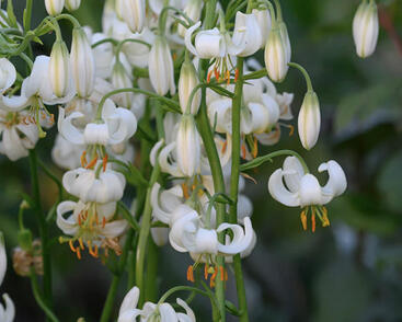 Lilie zlatohlavá 'Snowy Morning'