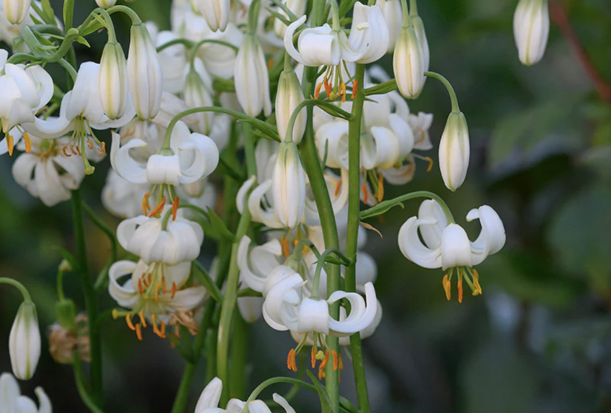 Lilie zlatohlavá 'Snowy Morning' - Lilium martagon 'Snowy Morning'