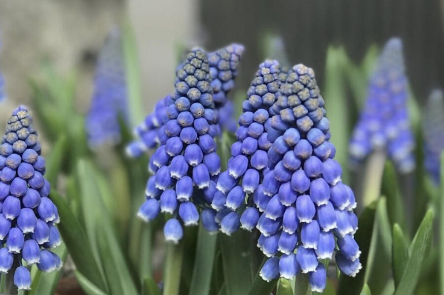 Modřenec arménský 'Big Smile' - Muscari armeniacum 'Big Smile'