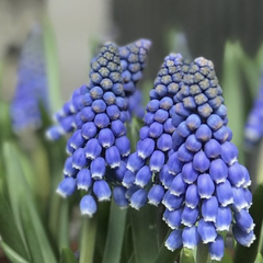Modřenec arménský 'Big Smile' - Muscari armeniacum 'Big Smile'