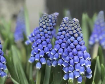 Modřenec arménský 'Big Smile'