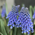 Muscari armeniacum 'Big Smile'.png