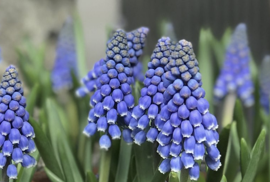 Modřenec arménský 'Big Smile' - Muscari armeniacum 'Big Smile'