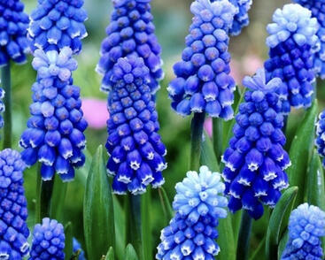 Modřenec arménský 'Dark Eyes'