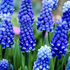 Muscari armeniacum 'Dark Eyes'.png