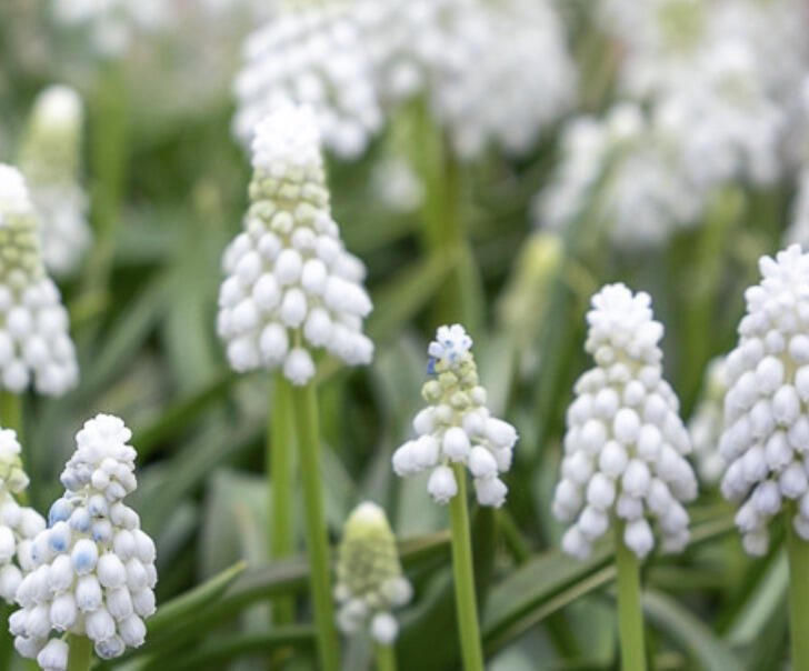 Modřenec arménský 'Siberian Tiger' - Muscari armeniacum 'Siberian Tiger'