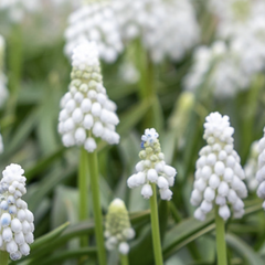 Modřenec arménský 'Siberian Tiger' - Muscari armeniacum 'Siberian Tiger'