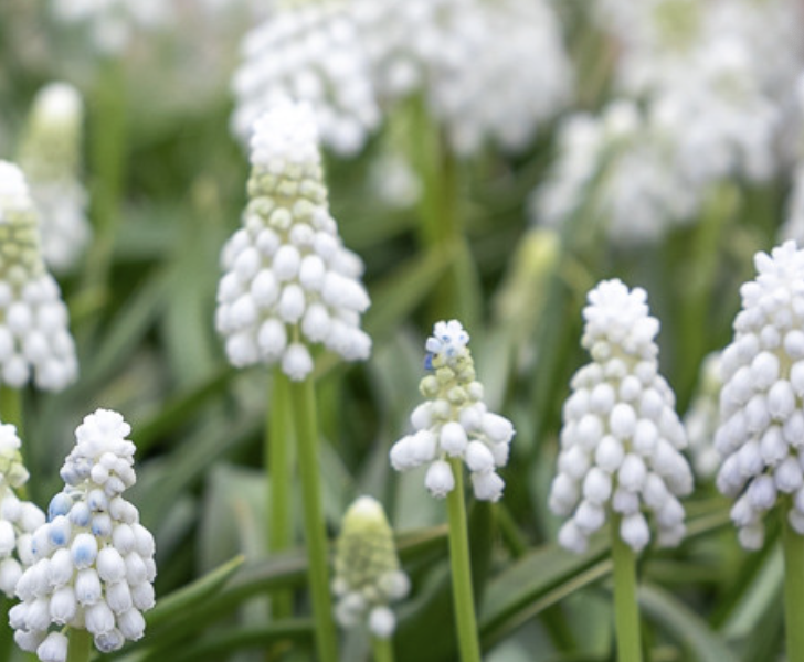 Modřenec arménský 'Siberian Tiger' - Muscari armeniacum 'Siberian Tiger'