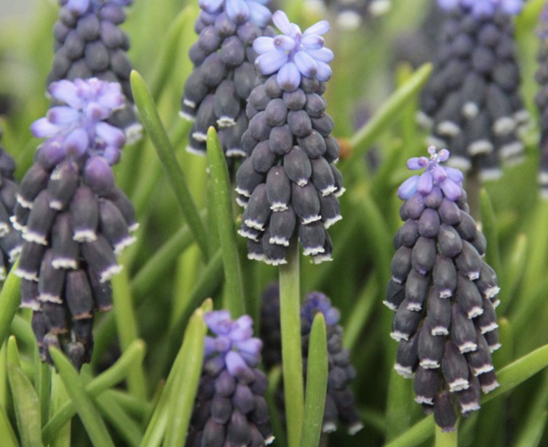Modřenec neglectum - Muscari neglectum