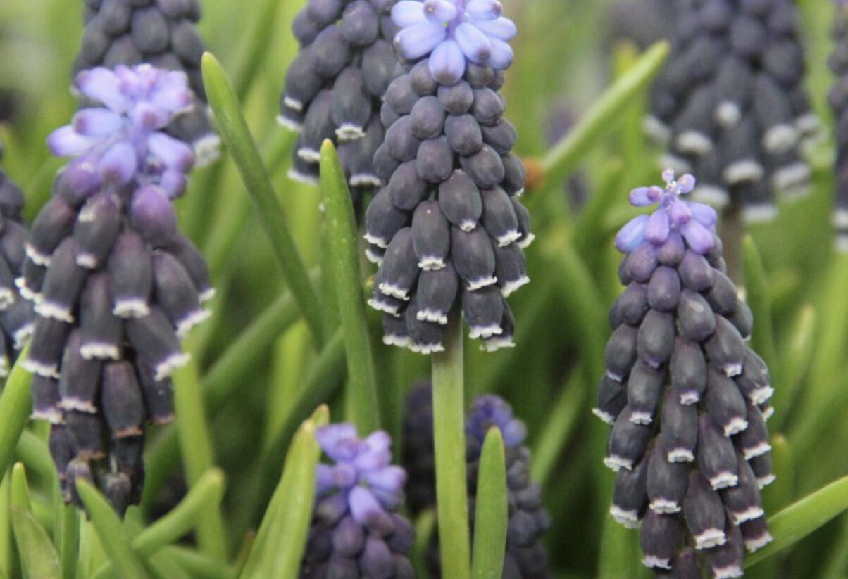 Modřenec hroznatý - Muscari neglectum