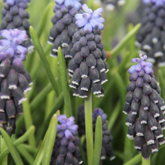 Modřenec neglectum - Muscari neglectum