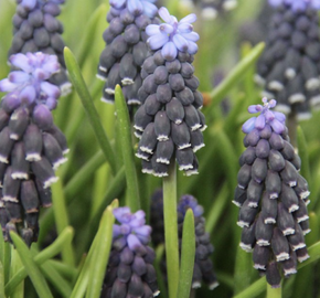 Modřenec neglectum - Muscari neglectum