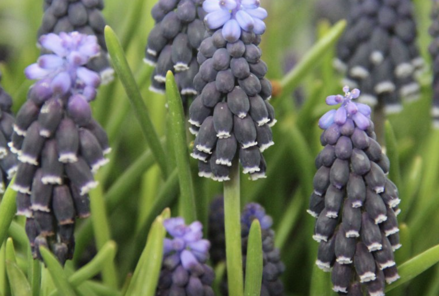 Modřenec hroznatý - Muscari neglectum