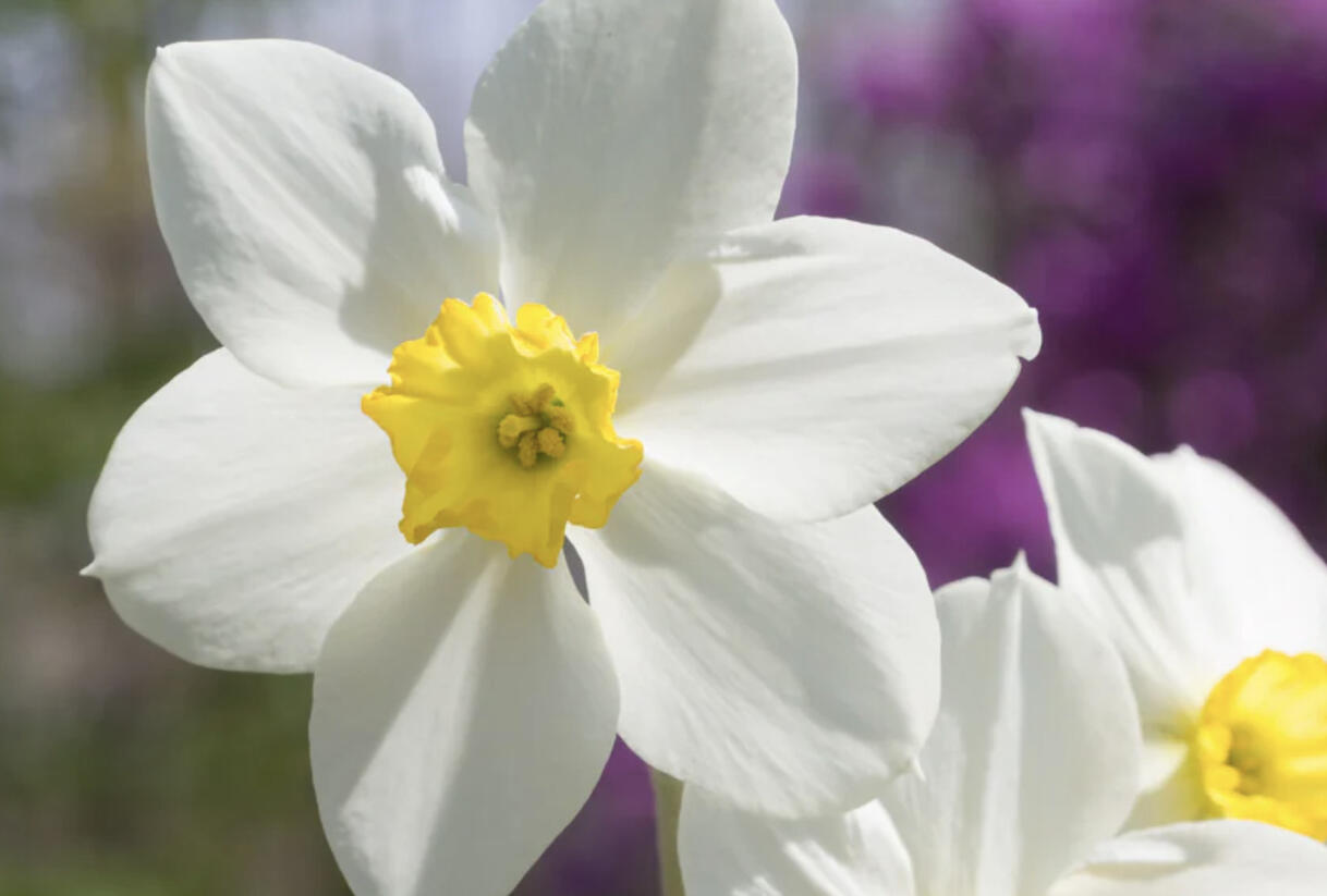 Narcis malokorunný 'White Lady' - Narcissus Small Cupped 'White Lady'
