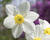 Narcis malokorunný 'White Lady'