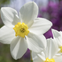 Narcissus Small Cupped 'White Lady'.png