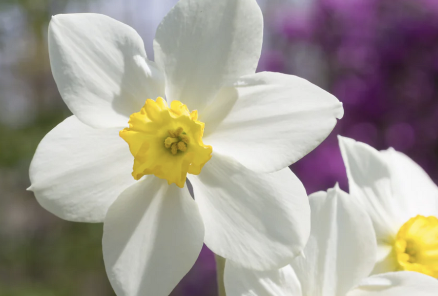 Narcis malokorunný 'White Lady' - Narcissus Small Cupped 'White Lady'