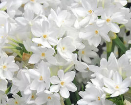 Narcis Tazetta 'Ziva'