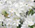 Narcis Tazetta 'Ziva'