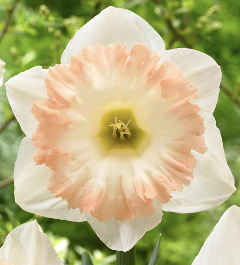 Narcis trubkovitý 'British Gamble' - Narcissus Trumpet 'British Gamble'