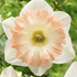 Narcissus Trumpet 'British Gamble'.png
