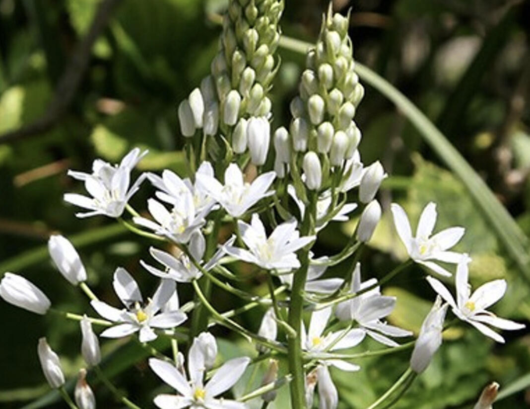 Snědek 'Sochi' - Ornithogalum ponticum 'Sochi'