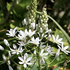 Ornithogalum ponticum 'Sochi'.png