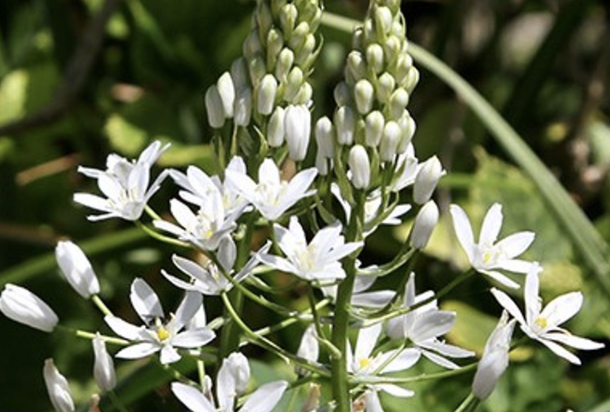 Snědek 'Sochi' - Ornithogalum ponticum 'Sochi'