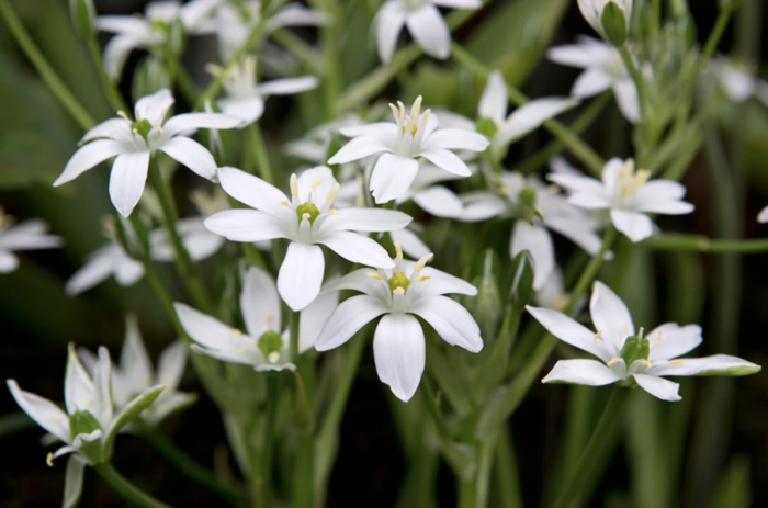 Snědek chocholičnatý - Ornithogalum umbellatum