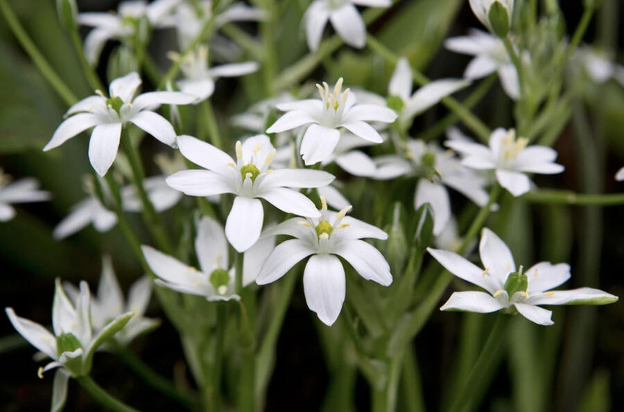 Snědek chocholičnatý - Ornithogalum umbellatum