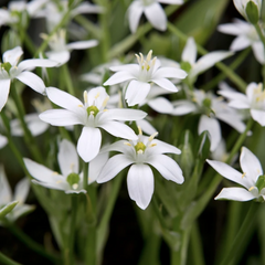 Snědek chocholičnatý - Ornithogalum umbellatum