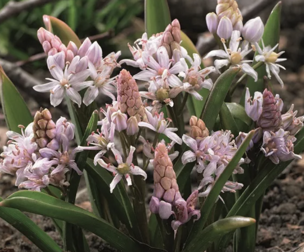 Ladoňka dvoulistá 'Rosea' - Scilla bifolia 'Rosea'