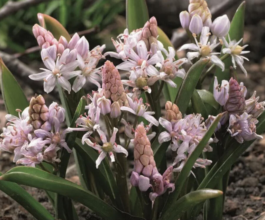 Ladoňka dvoulistá 'Rosea' - Scilla bifolia 'Rosea'