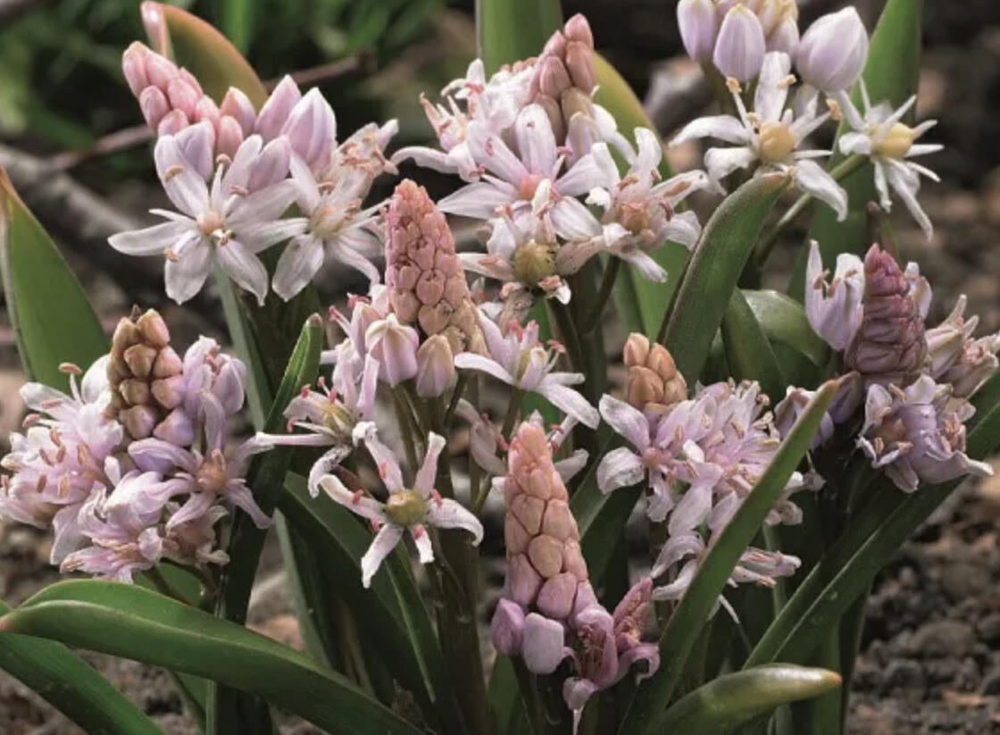 Ladoňka dvoulistá 'Rosea' - Scilla bifolia 'Rosea'