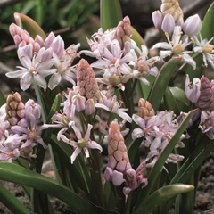 Ladoňka dvoulistá 'Rosea' - Scilla bifolia 'Rosea'